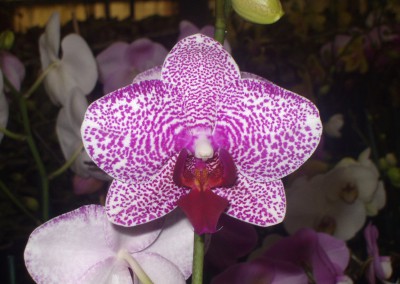 OLYMPUS DIGITAL CAMERA