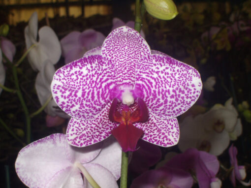 OLYMPUS DIGITAL CAMERA